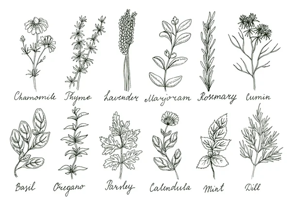 Design of cute herbs set — Stockový vektor