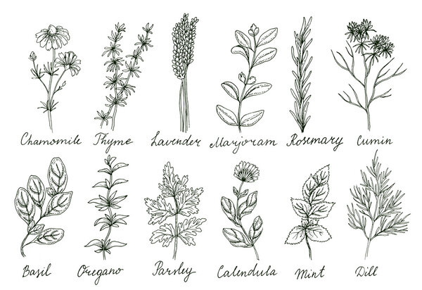 design of cute herbs set