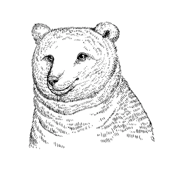 设计的可爱熊 — 图库矢量图片
