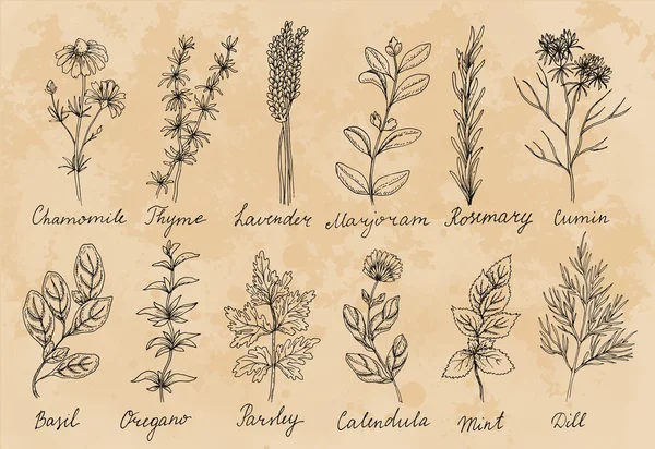 Diseño de lindo conjunto de hierbas — Archivo Imágenes Vectoriales