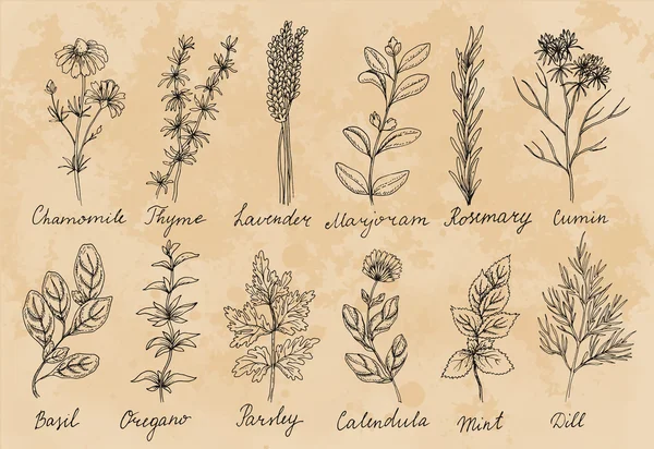 귀여운 허브 세트의 디자인 — 스톡 벡터