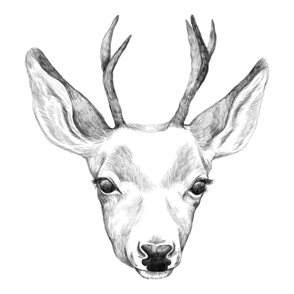 Ritratto di cervo. Illustrazione disegnata a mano . — Vettoriale Stock