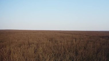 Baharın başında gün batımında, karışık bir ormanın yüksekliğinden panoramik manzara. Hava görünümü. 