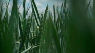 Bahar tarlası. Buğday kulakları yakın plan. Güzel çavdar tarlası. Tarla ve orman bitkileri. Botanik yürüyüşleri. Doğayı uyandırmak. Rüzgarda sallanan buğday kulakları. Bahar hasadı. Zaman aşımı