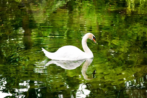 Cisne en el lago rodeado de árboles . —  Fotos de Stock