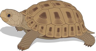 vectorial illustration of steppe tortoise clipart