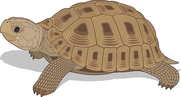 Vectorial illustration of steppe tortoise Stock Vector