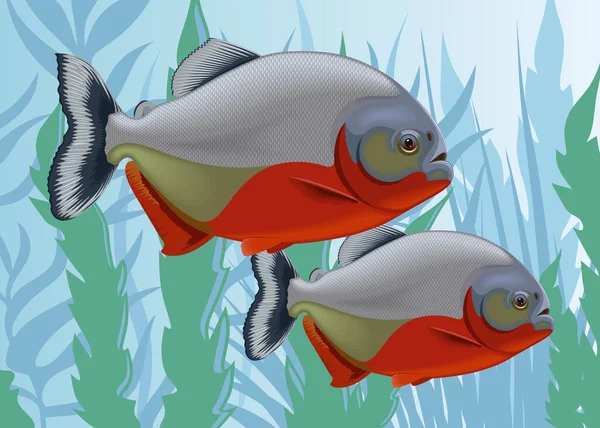 Vektorillustration Des Raubfisches Piranha Auf Dem Hintergrund Von Unterwasserpflanzen — Stockvektor