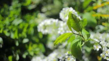 Lila yaprakları rüzgarda