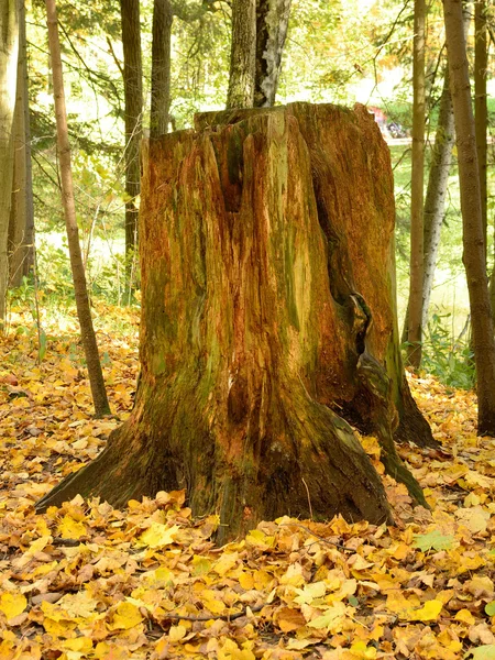 Ein morscher Baumstumpf im Wald. — Stockfoto