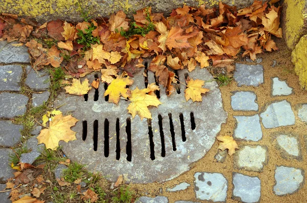 Foglie cadute sulla strada . — Foto Stock