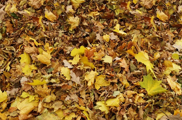 Gevallen bladeren van een boom. — Stockfoto