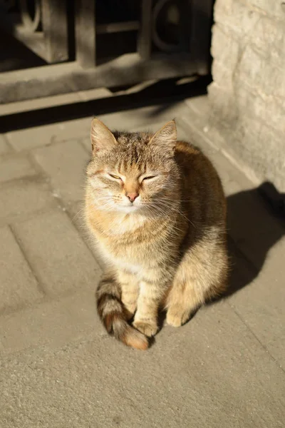 Katze sonnt sich in der Sonne. — Stockfoto