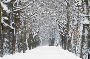 Karda ağaçlar ayakta.