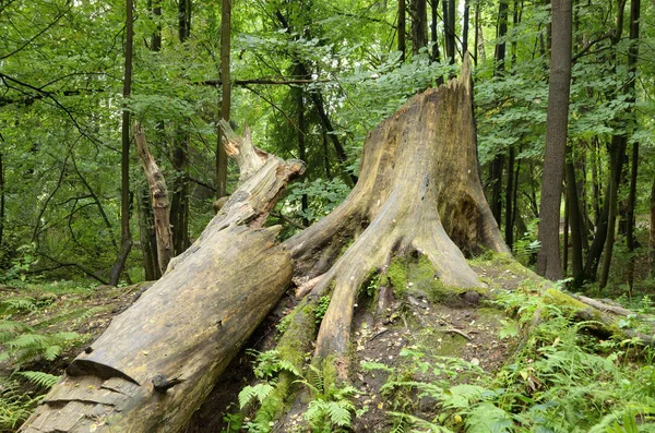 Die unberührte Natur im Wald. — Stockfoto