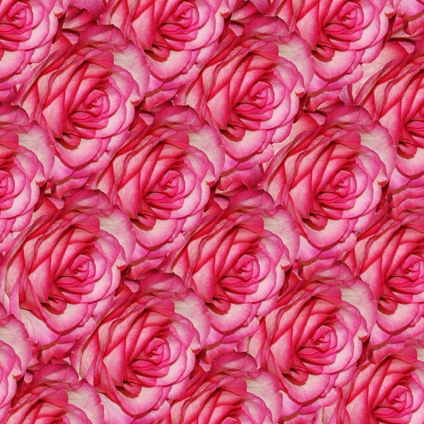 Květ růže je symbolem krásy. — Stock fotografie