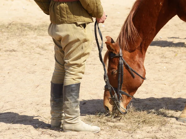 Le cheval mange du foin . — Photo