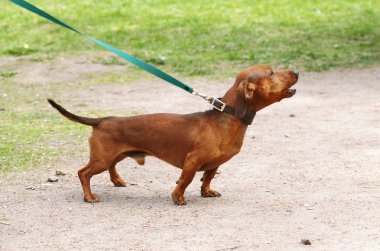 Dachshund bir av köpeği olduğunu.