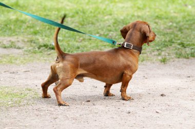 Dachshund bir av köpeği olduğunu.
