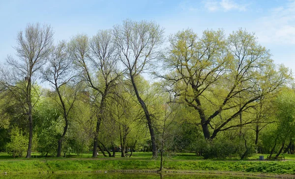 Naturalny krajobraz na wiosnę. — Zdjęcie stockowe