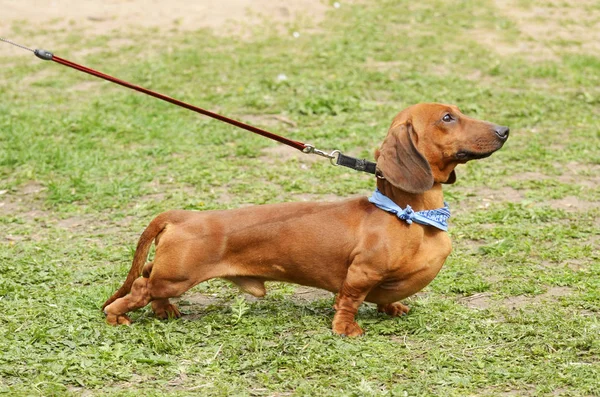 Dachshund bir av köpeği olduğunu.