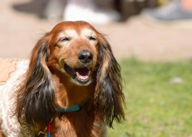 Dachshund bir av köpeği olduğunu.