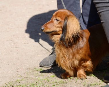 Dachshund bir av köpeği olduğunu.