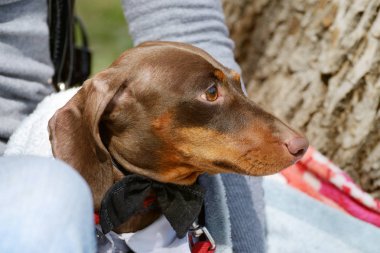 Dachshund bir av köpeği olduğunu.