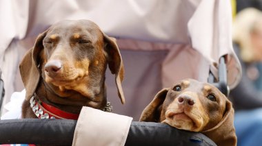 Dachshund bir av köpeği olduğunu.