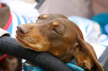 Dachshund bir av köpeği olduğunu.