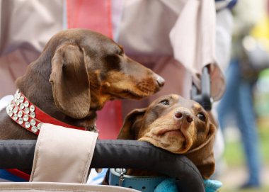 Dachshund bir av köpeği olduğunu.