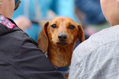 Dachshund bir av köpeği olduğunu.