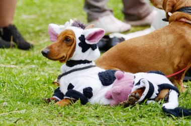 Şehir rekabet köpekler.