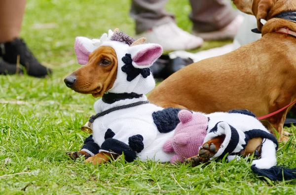 Şehir rekabet köpekler.