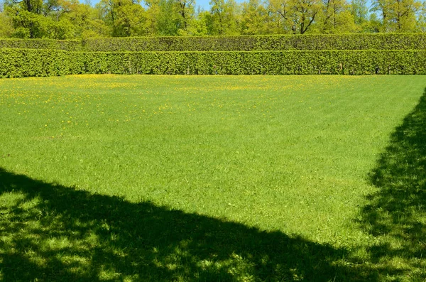 Il paesaggio naturale in estate . — Foto Stock