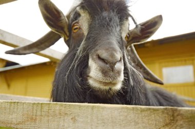 Çitin arkasında büyük keçi.