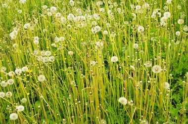 Dandelions çayırda büyümek.