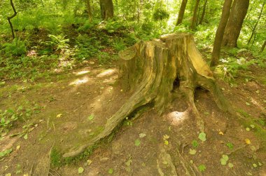 Ormanda bir çürümüş ağaç kütüğü.