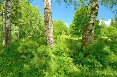 Bahar doğal peyzaj.