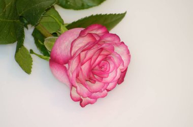 Gül çiçek Güzellik sembolü olduğunu.