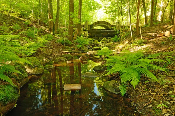 Ein kleiner Fluss im Wald. — Stockfoto