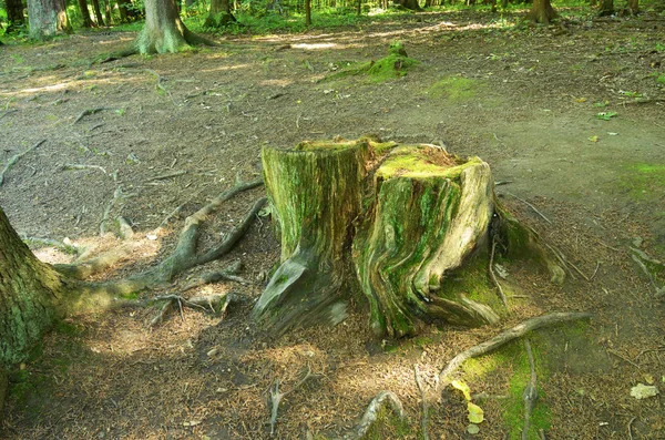 Ein morscher Baumstumpf im Wald. — Stockfoto