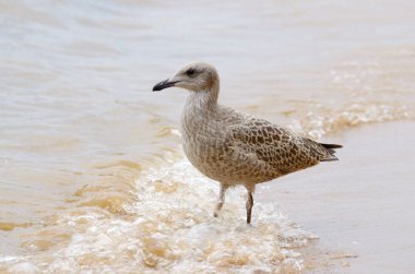 Martı su üstünde yürür.