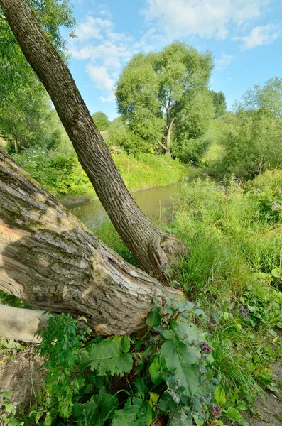 Die natürliche Landschaft im Sommer. — Stockfoto