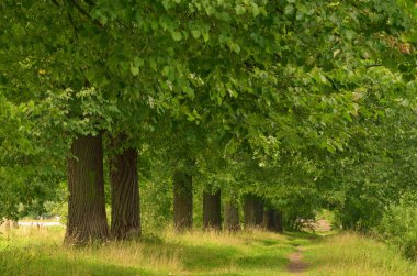 Avenue parkta ağaçların.