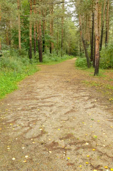 El paisaje natural en el Parque . — Foto de Stock