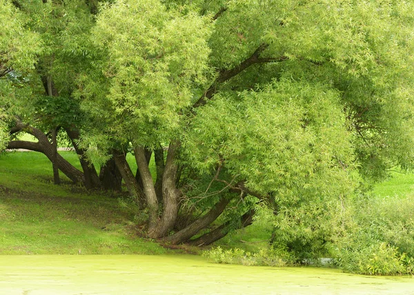 Das Grün am See. — Stockfoto