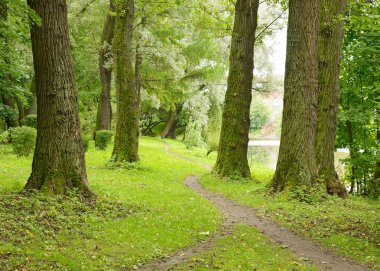 Parkta ağaçların arasında yol.