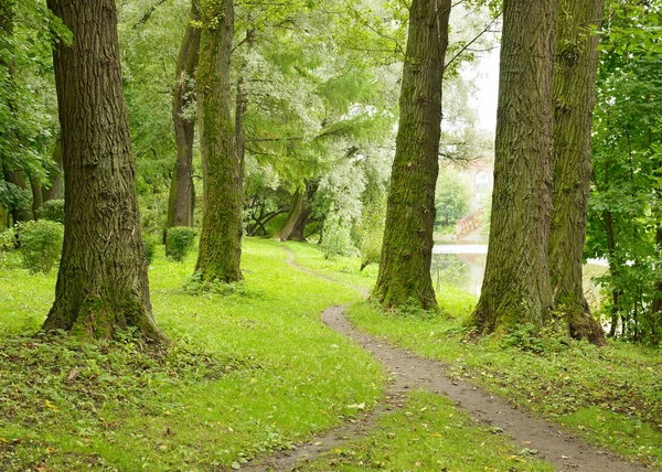 Parkta ağaçların arasında yol.