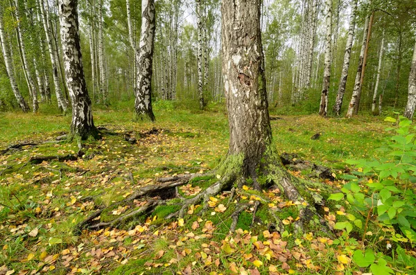 Raíces de árboles grandes . — Foto de Stock